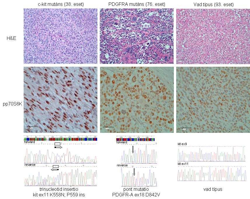 - 103 - rendelkezésre (összesen 6 KIT mutált sejtvonal, de nincs vizsgálható vad típusú és PDGFRA mutált sejtvonal) (164,166).