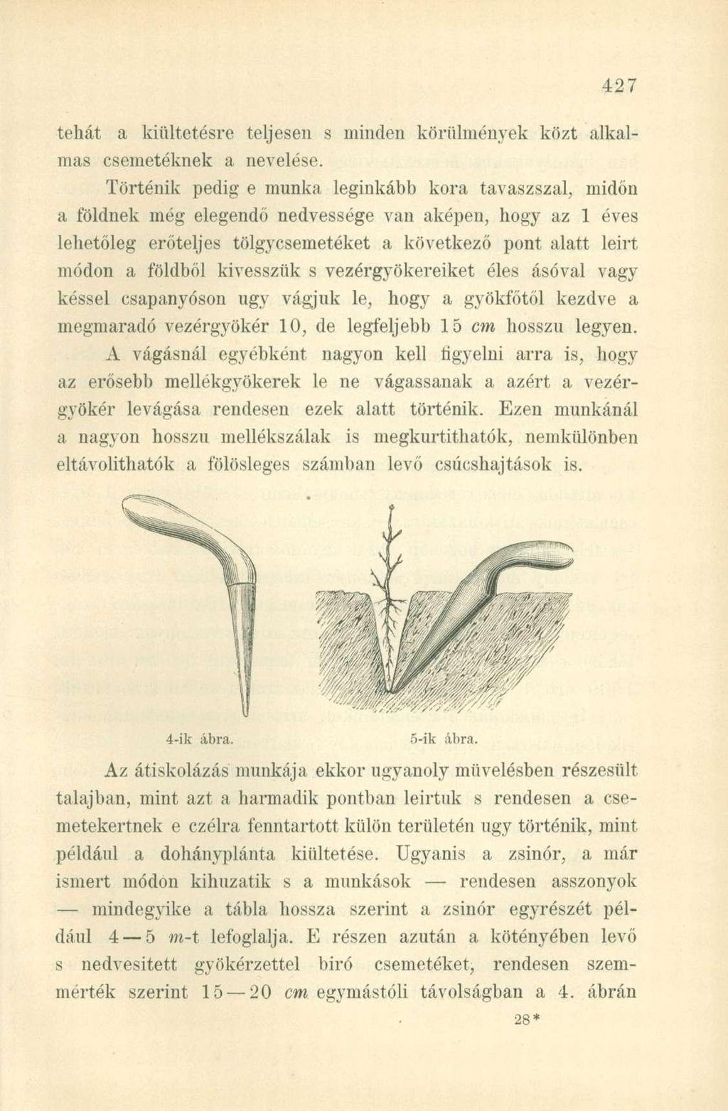 tehát a kiültetésre teljesen s minden körülmények közt alkalmas csemetéknek a nevelése.