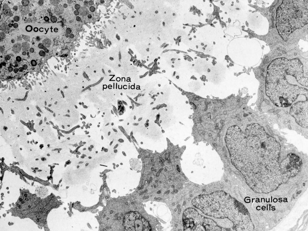 A granulosasejtek nyúlv lványokkal kapcsolódnak
