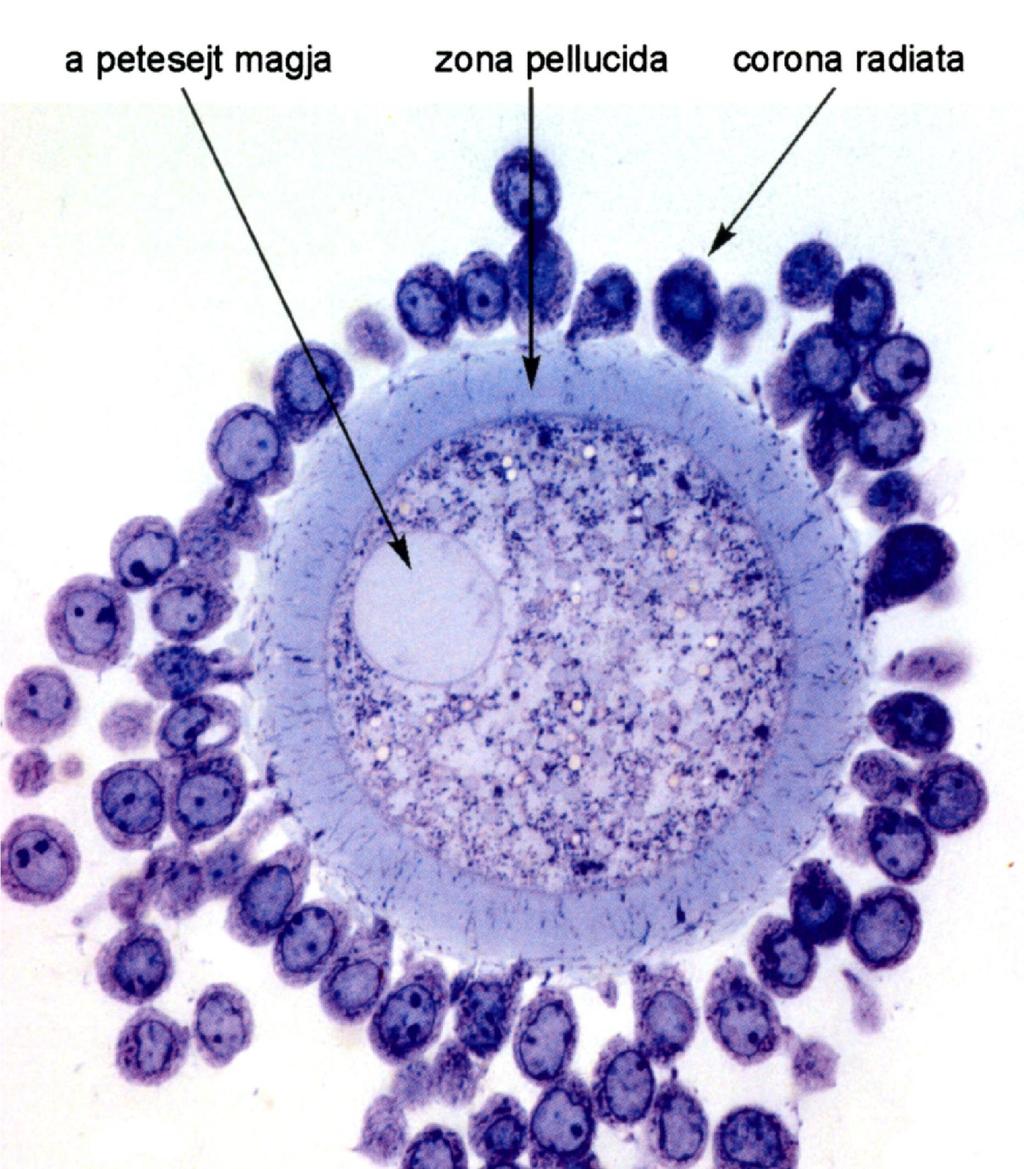 A granulosa sejtek fizikai kontaktusban (GJ) vannak a petesejttel, a zona pellucidán átnyúló citoplazma hidak révén.