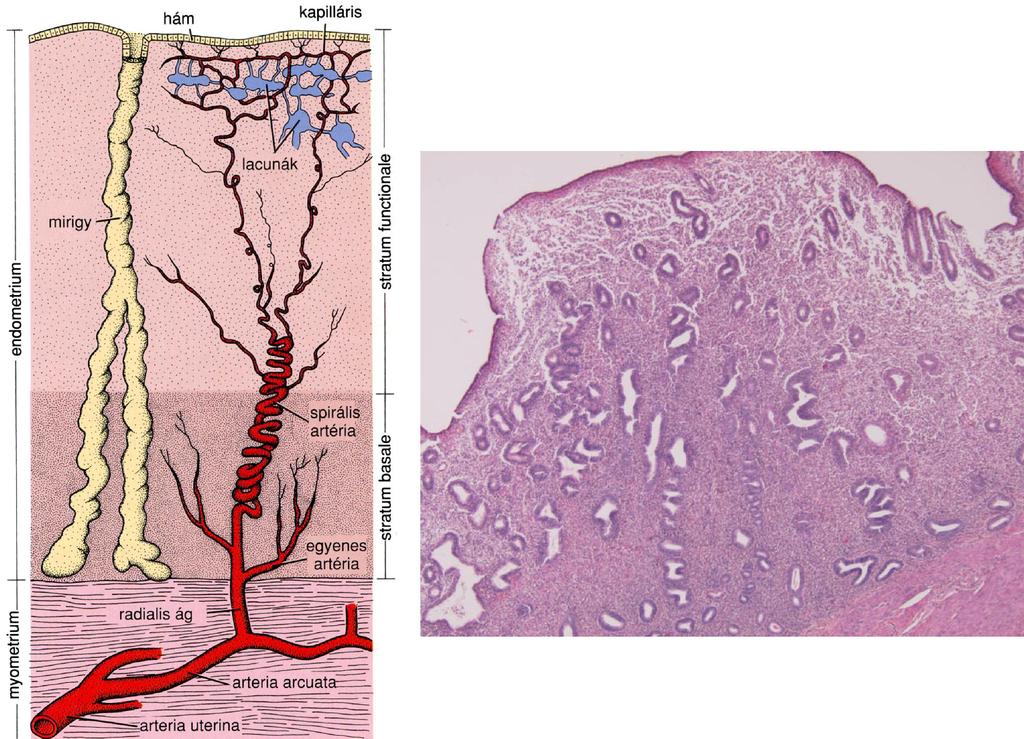 Uterus falszerkezetének