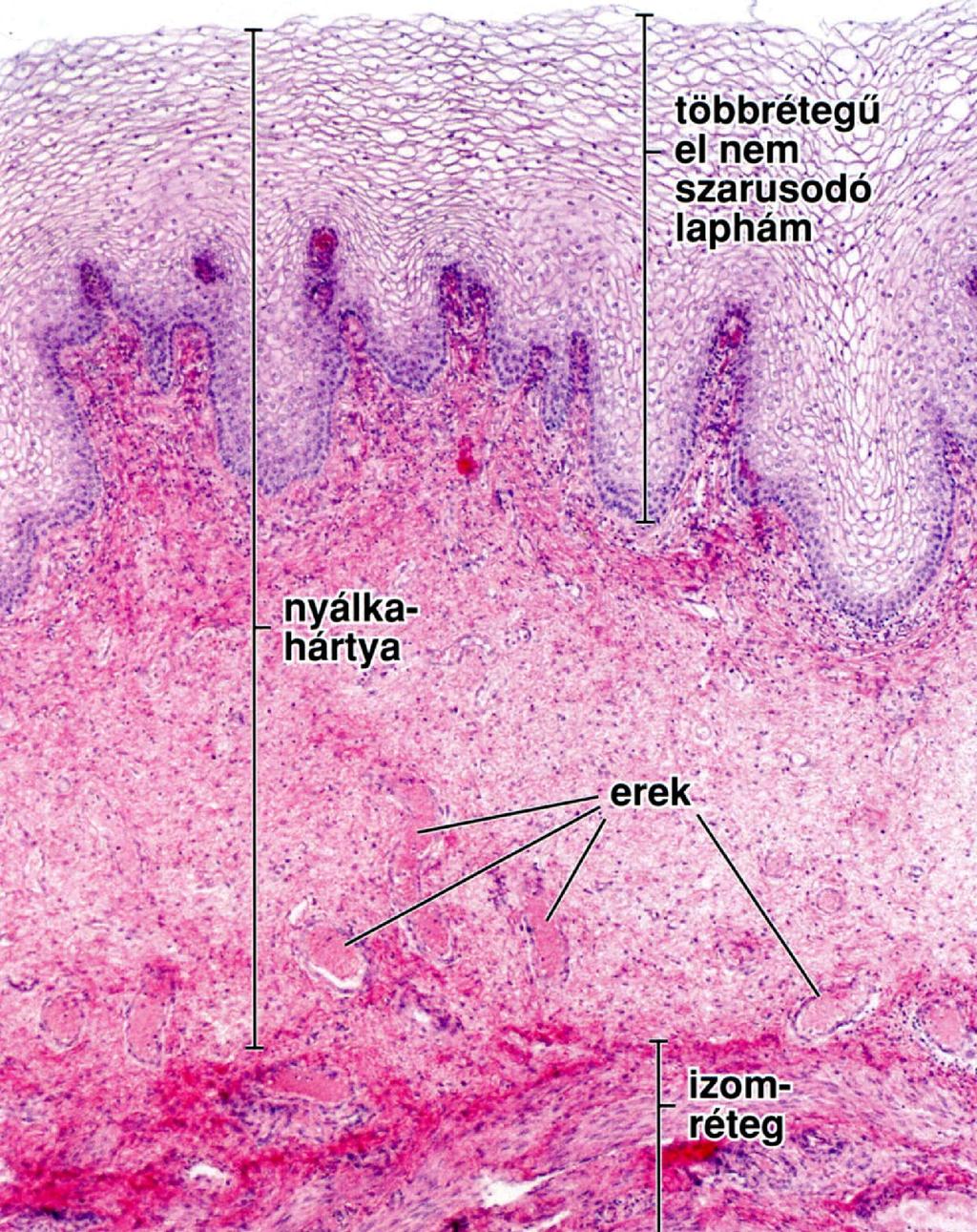 VAGINA SZÖVETTANI KÉPEK Hám m jellemzői: a felületes letes sejtek nagy