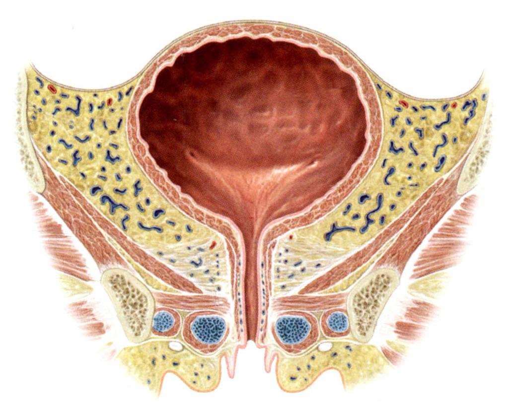 Vesica urinaria és s urethra a női n i medencében Trigonum vesicae Paracystium Pubovesicalis rögzítő alsó része M. levator ani M.