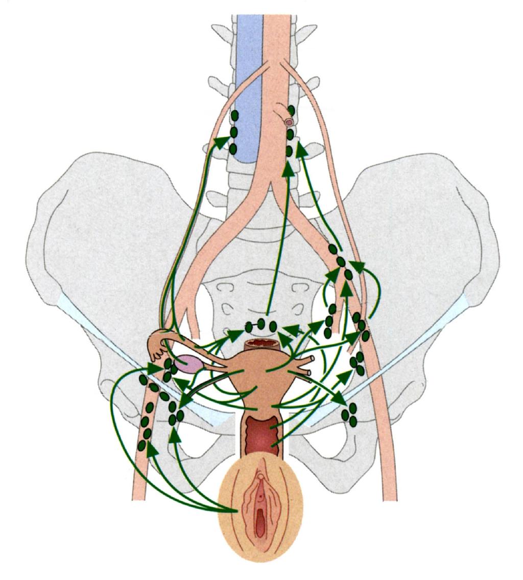Női i nemiszervek nyirokelvezetése Nodi aortici Nodi sacrales