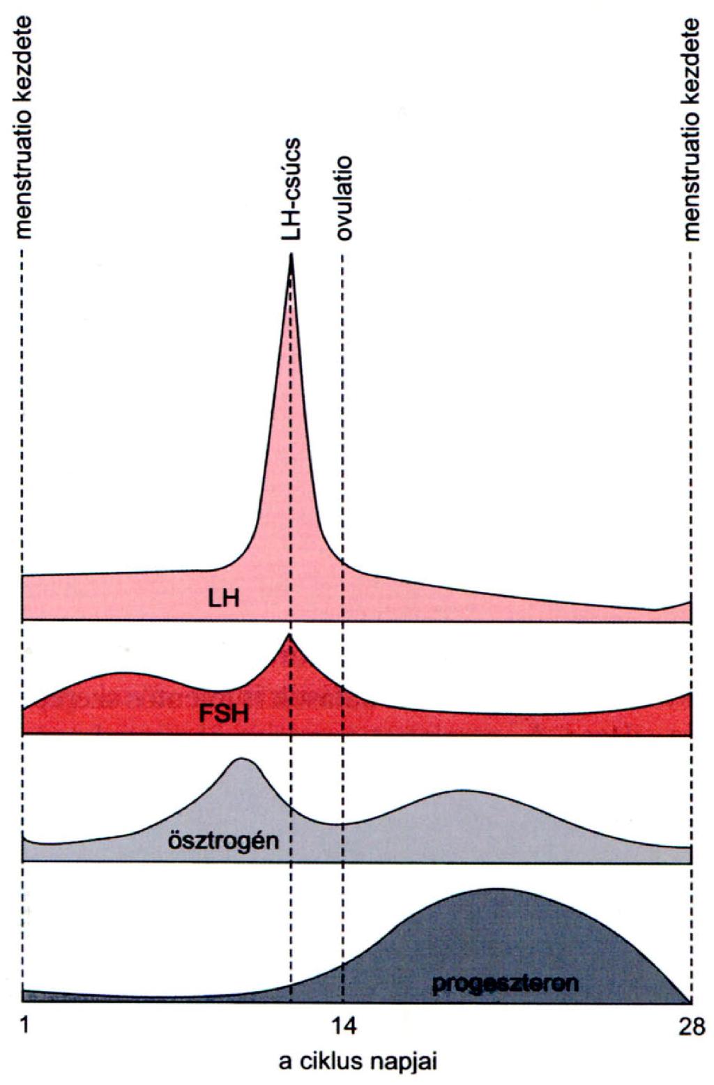 A NŐI N I CIKLUS ÉS HORMONJAI LH: luteinizáló hormon (hipofízis) FSH: tüszt sző-stimuláló hormon (hipofízis)