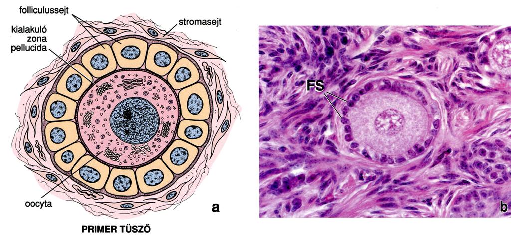 KORAI PRIMER FOLLICULUS