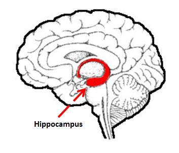 Hippocampus