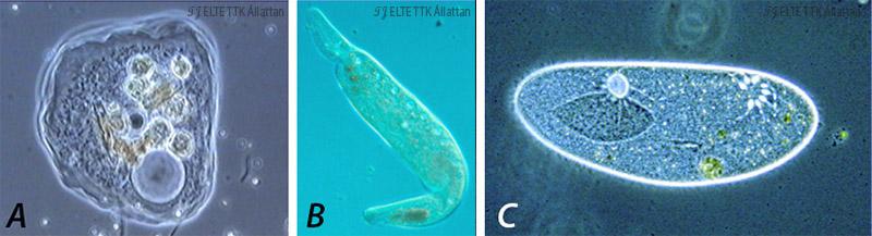 Lüktető űröcske különböző édesvízi egysejtűekben: A) amőba egyetlen,