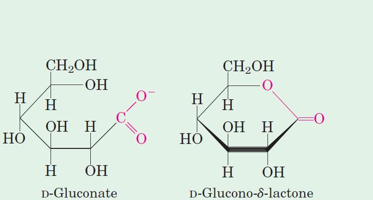 Oxidáció I Aldonsavak kialakulása: az aldehidcsoport karboxillá oxidálódik D- glukonsav D-glukono-δ-lakton (aldonsav) A glukóz aldehidcsoportja karboxillá oxidálódik: