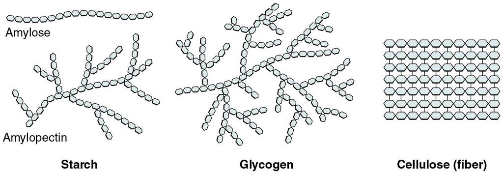 Homopoliszacharidok amilóz amilopektin keményítő glikogén cellulóz tartalék tápanyagok, raktározott energiaforrások