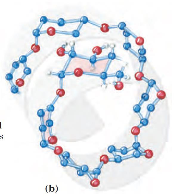 jód reakció pozitív Amilopektin α-1,4 kötés, α-1,6 kötés
