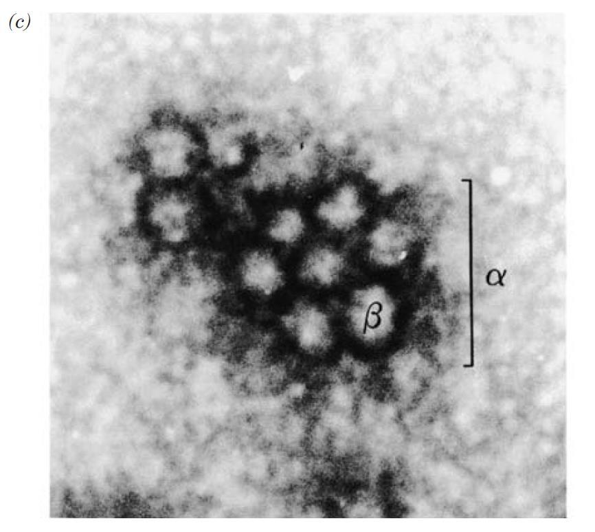 A glikogén szerkezete II The glycogen polymer has one reducing and