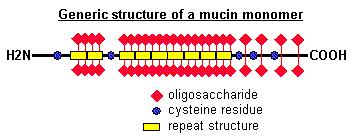 Mucinok: