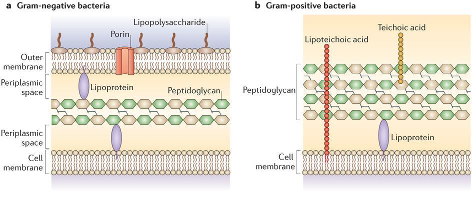 Peptidoglikánok a bakteriális sejtfalban Vékony peptidoglikán réteg, és Külső membrán réteg, mely lipoproteineket és lipopoliszacharidokat (LPS) tartalmaz