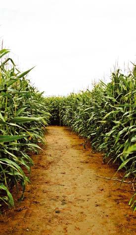 Magas hozamokkal és agronómiai tulajdonságokkal rendelkező, új, modern silókukorica.