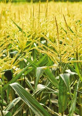 SY Arioso Gyors kezdeti fejlődésű, átlagosnál kicsit magasabbra növő korai kukorica.