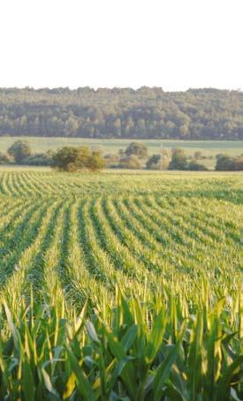 NK Lucius Évek óta megbízható, nagy területen termesztett korai kukoricánk. Nagy termőképessége és koraisága, valamint a e rugalmasságot biztosít a termelőinek.