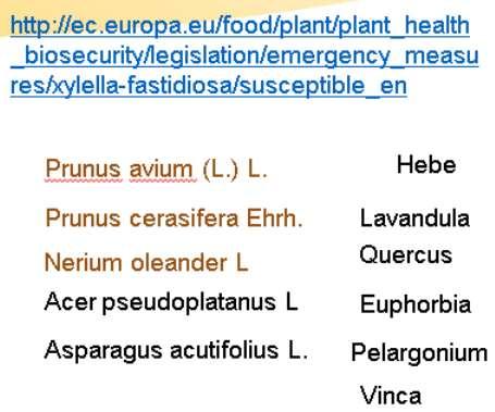 - Calicotome spinosa - Coronilla glauca -