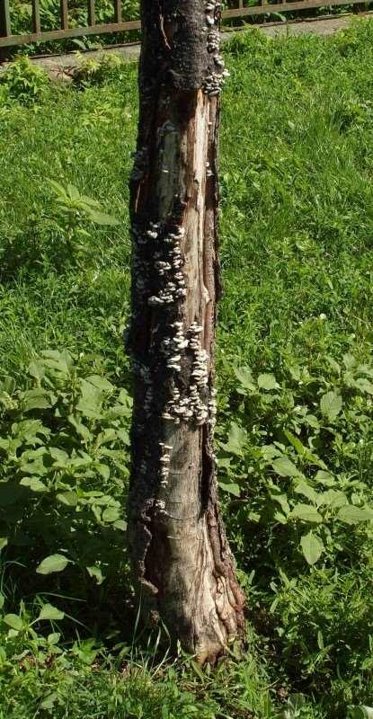 gomba (Schizophyllum