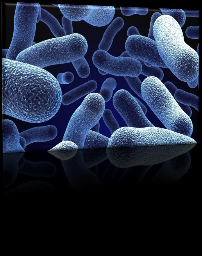 Az orális ökoszisztéma mikrobiológiája A szervezet legkomplexebb mikrobiologiai rendszere Közel 700 baktérium Folyamatosan változó, dinamikus egyensúlyban lévő ökoszisztéma Akár általános, akár helyi