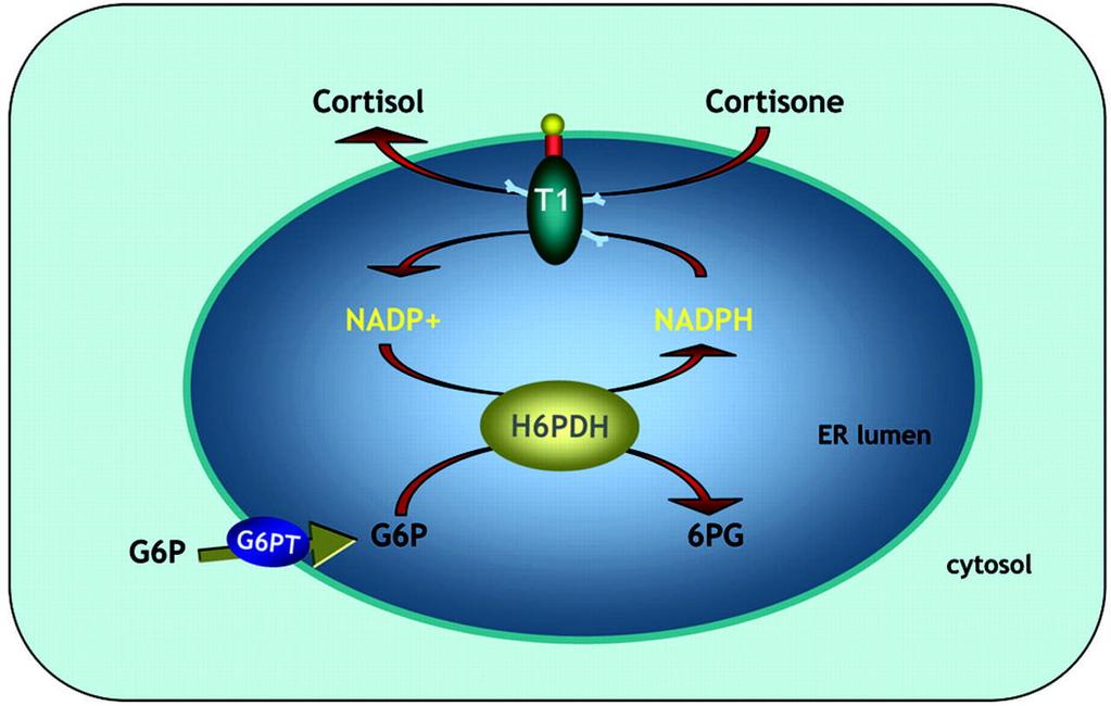 Schematic representation of the proposed role of G6PT in extrahepatic tissues