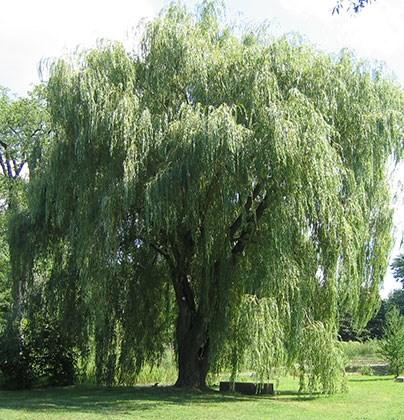 csavartfűz (Salix