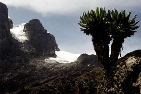 Örökségünk 229 A Margherita-csúcs (5109 m) csodája a trópusi jégár afro-alpin növényzettel (Afrika, Ruwenzori-hegység, Uganda) A következő évben erős csapat gyűlt össze a rég vágyott Pamír túrára.