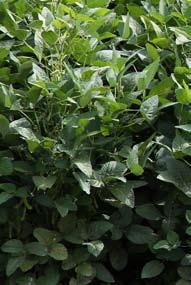 korai érésű Prestopro korai érésű Bagera Fajtafelhasználó: Galldorf Zrt. Fajta tulajdonos: MTA Agrártudományi Fajta tulajdonos: Northland Organic Europa Kft.