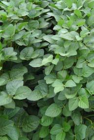 korai érésű Sponsor Középérésű Isidor Fajtafelhasználó: Sumi Agro Hungary Kft. Fajtafelhasználó: Sumi Agro Hungary Kft. 12 Fajta tulajdonos: Euralis Fajta tulajdonos: Euralis 13 Hazánkban 2005-től szerepel a köztermesztésben.