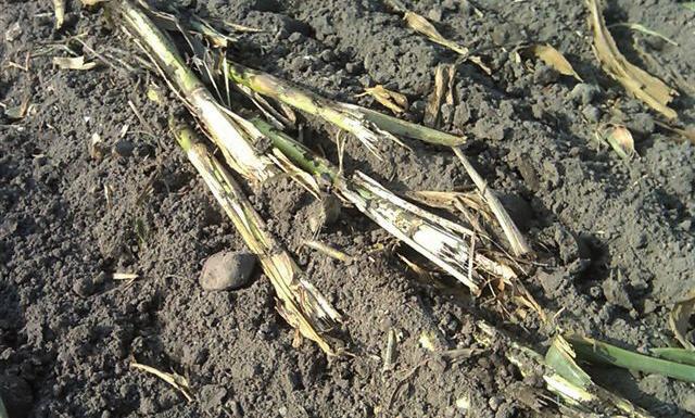 A GreenMaster talajsimítója a kukoricaszárakat a talaj felszínéhez közel eltöri, míg a kettős boronasor a talaj legfelső rétegét fellazítja.
