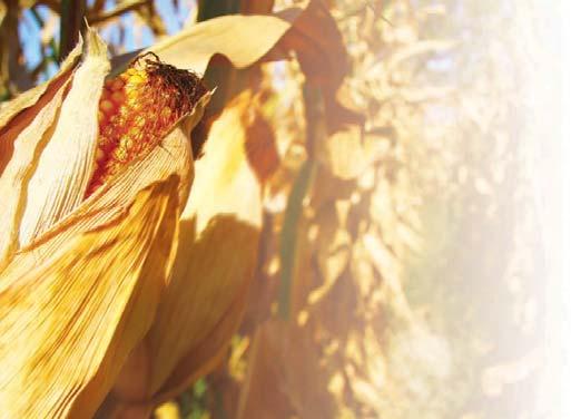 KORAI ÉRÉSCSOPORT Jól ismert PIONEER kukoricahibridek FAO 320 P9400 Nagy termőképesség és koraiság egy hibridben FAO 330 PR37D25 Magyarország egyik legnépszerűbb hibridje Általános jellemzõk A FAO