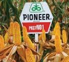 2010-ben a PIONEER legnagyobb területen termesztett hibridje.