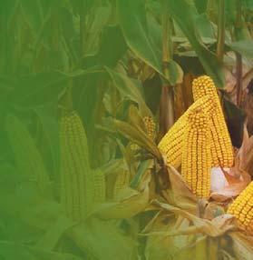 A PR37N01 NEVÉBEN ÉS TERMÉSBEN IS Nº1 PIONEER kukorica STT kísérletek Szemtermés (t/ha) Szemtermés (t/ha) PIONEER nagyüzemi