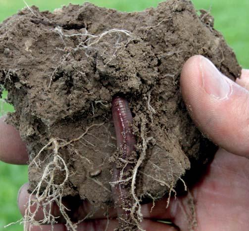 KÖZTESNÖVÉNYEK A KÖZTESNÖVÉNY-KEVERÉKEK ELÔNYEI A viterra köztesnövény-keverékek sokrétûen támogatják a talajok egészségi állapotának és szerkezetének javítását.
