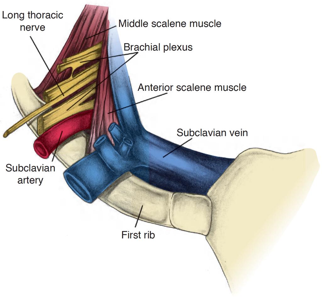 Mellkaskimeneti szindrómák Thoracic Outlet Syndrome (TOS) Williams TK et al.