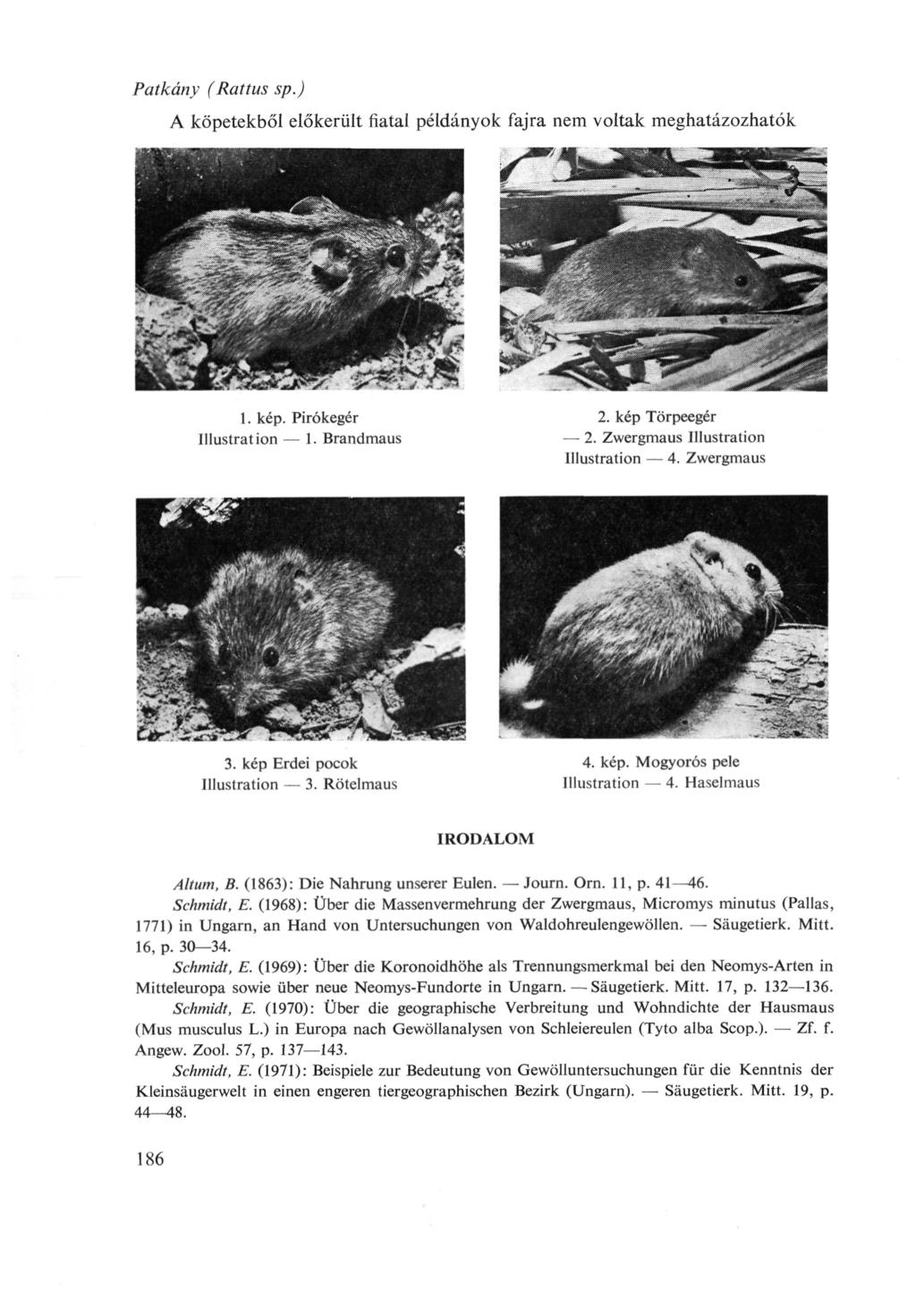 Patkány (Rattus sp.) A köpetekből előkerült fiatal példányok fajra nem voltak meghatázozhatók 1. kép. Pirókegér Illustration 1. Brandmaus 2. kép Törpeegér 2. Zwergmaus Illustration Illustration 4.