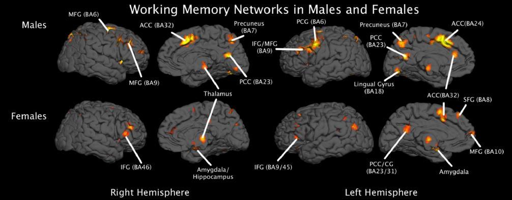 Nők: limbikus rendszer (amygdala mandulamag, hippocampus tengeri csikóhal ), homloklebeny alsó része Férfi: