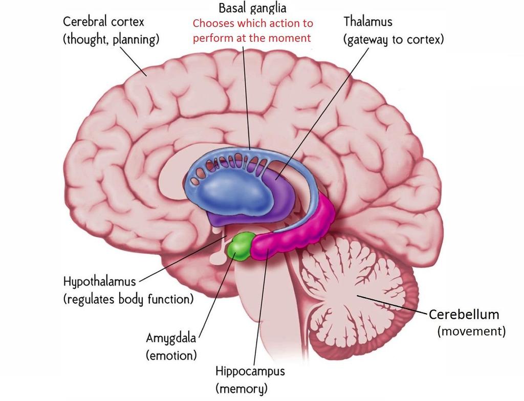Fejlettebb hippocampus nőkben?