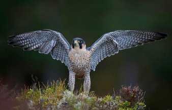 Vándorsólyom A vándorsólyom (Falco peregrinus) a madarak (Aves) osztályának a sólyomalakúak (Falconiformes) rendjébe, azon belül a sólyomfélék (Falconidae) családjába tartozó faj, Angola és az