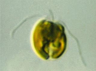 250(-500) faja túlnyomórészt tengeri egysejtű nanoplankton