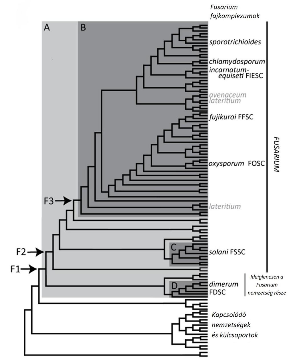 1. ábra: A Fusarium-okat és rokon nemzetségeiket bemutató kladogram (Geiser és mtsai. 2013, O'Donnell és mtsai. 2013).