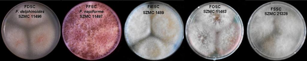 6. EREDMÉNYEK ÉS ÉRTÉKELÉSÜK 6.1. Fusarium izolátumok azonosítása molekuláris módszerekkel A klinikai izolátumok azonosítását szekvencia- és PCR-alapú molekuláris módszerek segítségével végeztük el.