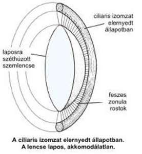 A szemlencse akkomodációja A