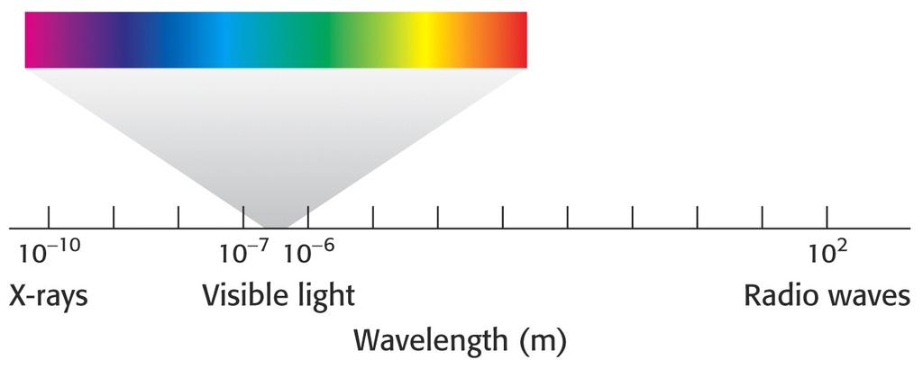 Távolsági alkalmazkodás: Akkomodáció Külső réteg 1. Ínhártya (Sclera) 2. Szaruhártya (Cornea) Középső réteg 1.