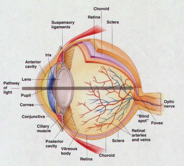 Ideghártya (Retina) Folyadékok Lencse Fovea Vakfolt Az emberi szem kb. 2.