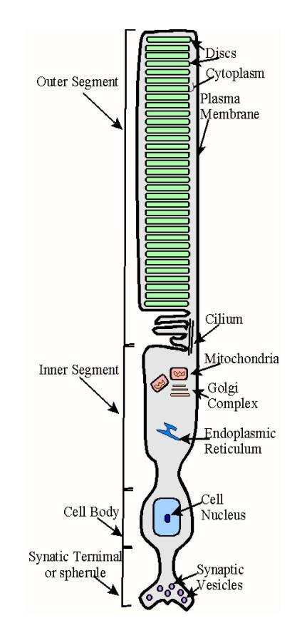 (scotposin) = opsin + retinal (vitamin A) Plasma membrane Outer -