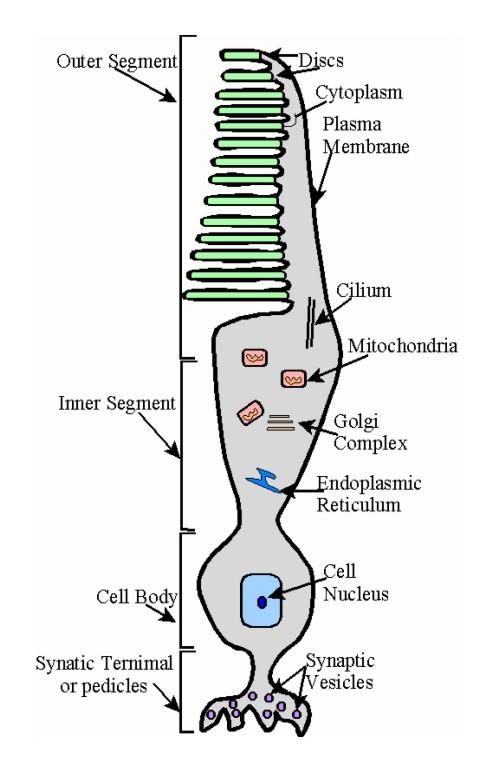 nucleus Synaptic end Synaptic end Rod Cone Csapok Az emberi fotoreceptorok
