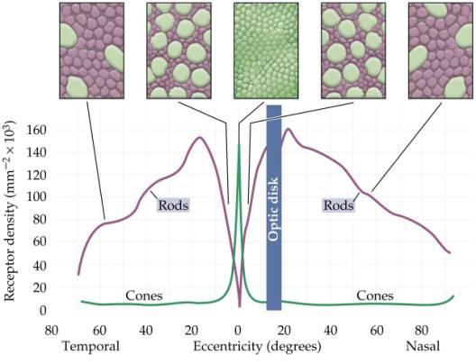 mv 11/23/11 Csapok és pálcikák eloszlása a retinán A