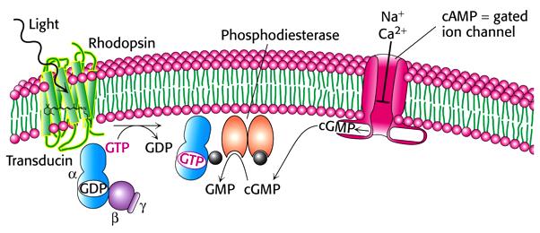 elnyel 1 fotont 500 transducin molekula aktiválódik