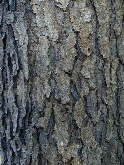 Szivárvány eukaliptusz, Kauai, Hawaii Az Eucalyptus deglupta vagy más néven a szivárvány eukaliptusz a Föld legszínesebb fája.